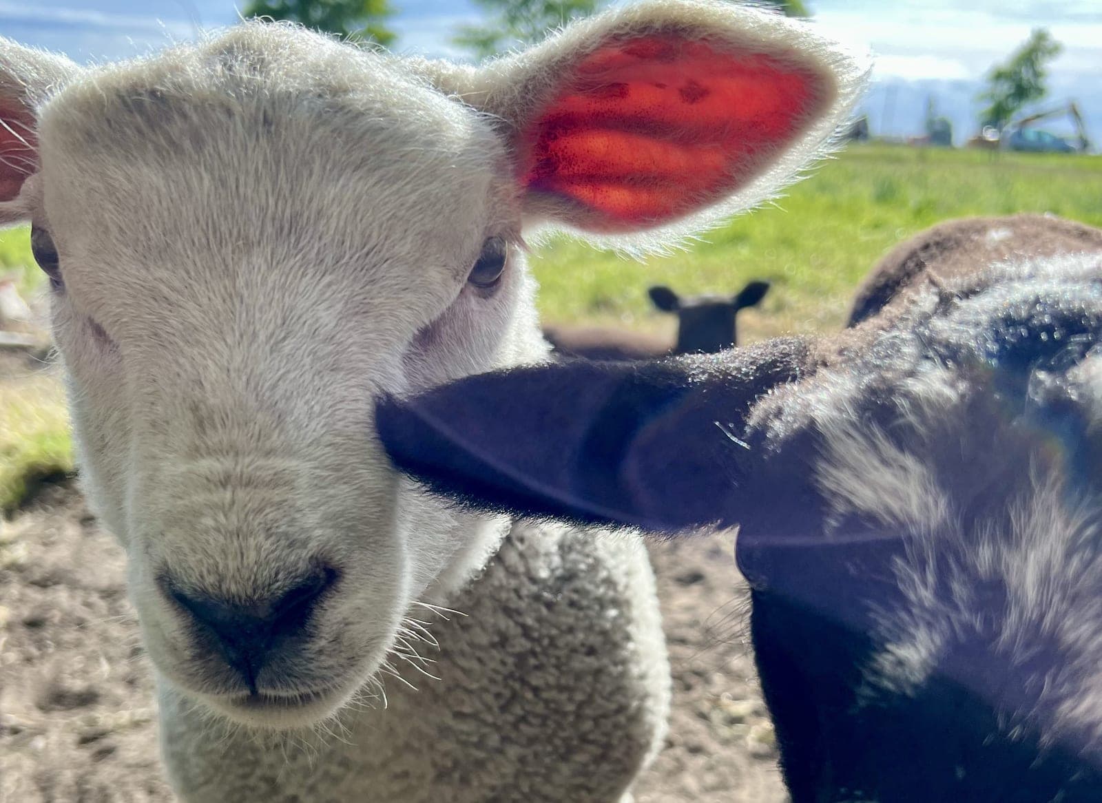Waarom ik kies voor natuurlijke producten